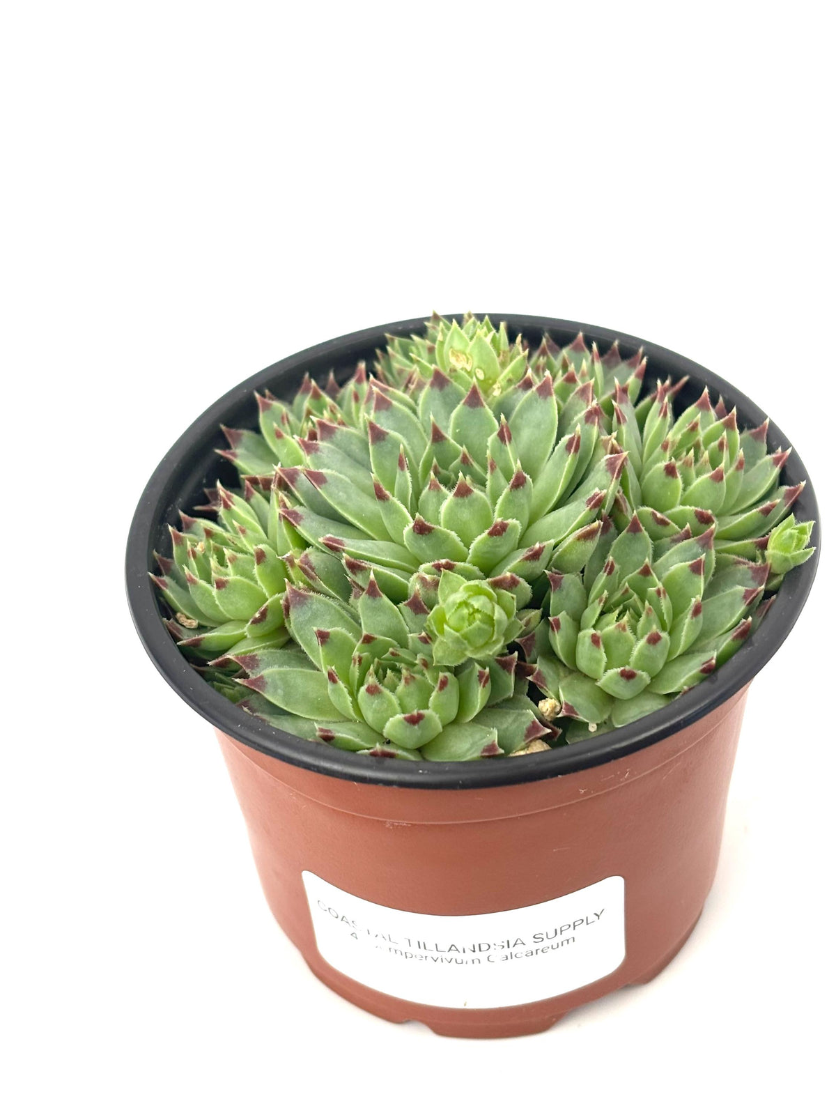 Front view of Sempervivum calcareum showing pointed green leaves with dark red tips in a nursery pot