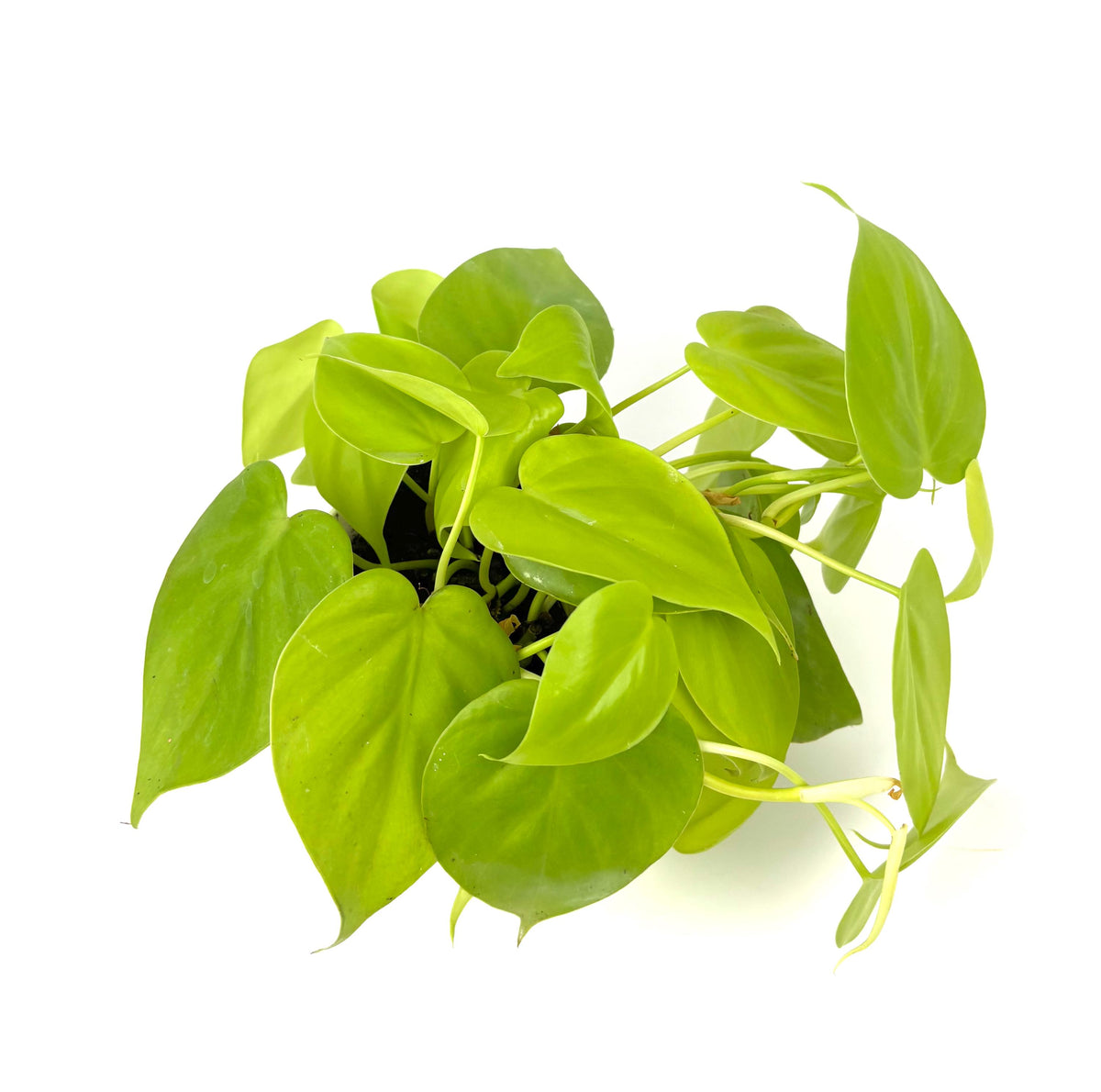 Philodendron Cordatum Neon, 4-Inch Pot