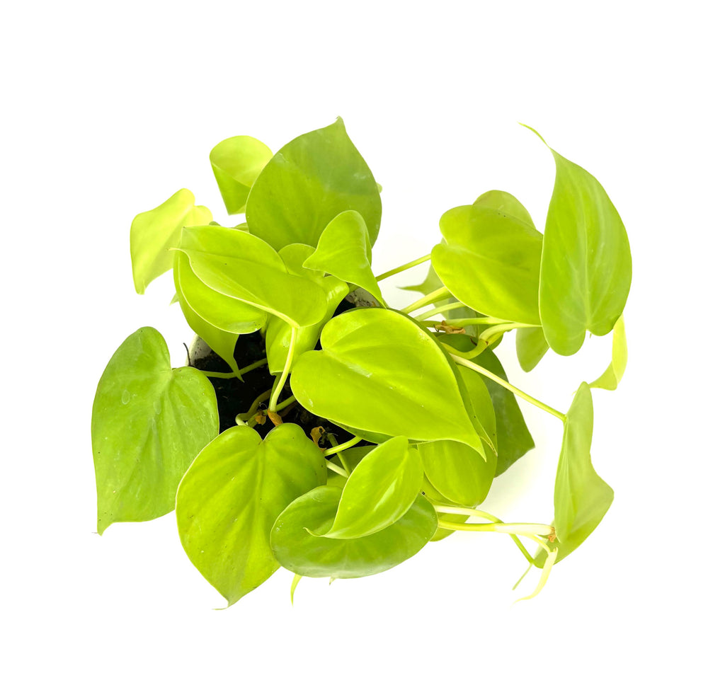 Philodendron Cordatum Neon, 4-Inch Pot