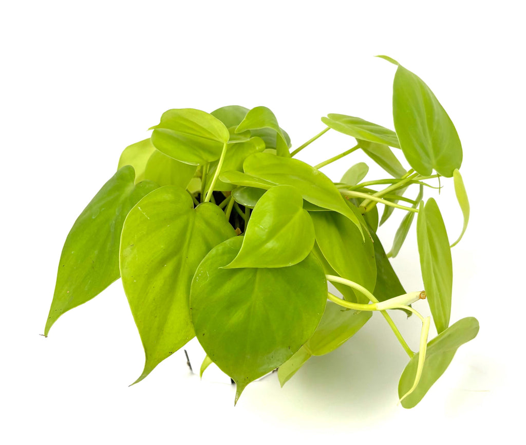 Philodendron Cordatum Neon, 4-Inch Pot