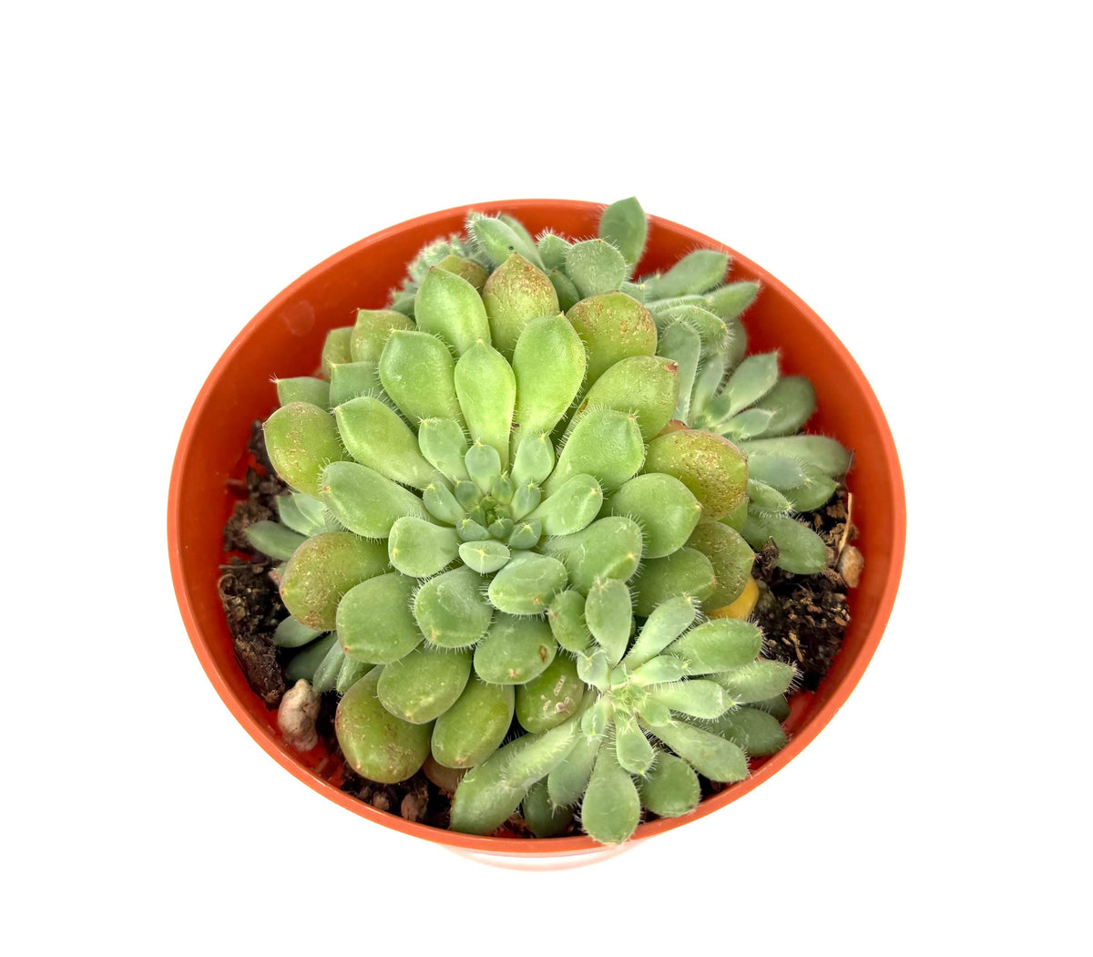 Orostachys Chanetii, 4-Inch Pot