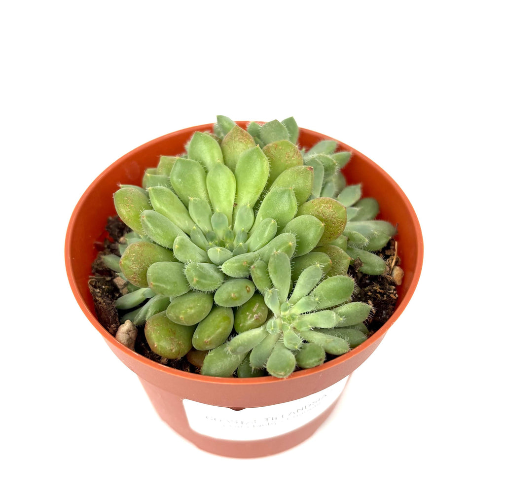 Orostachys Chanetii, 4-Inch Pot