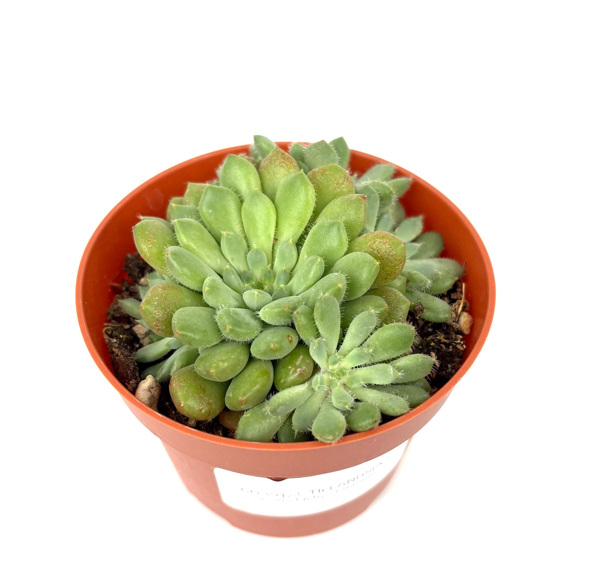 Orostachys Chanetii, 4-Inch Pot