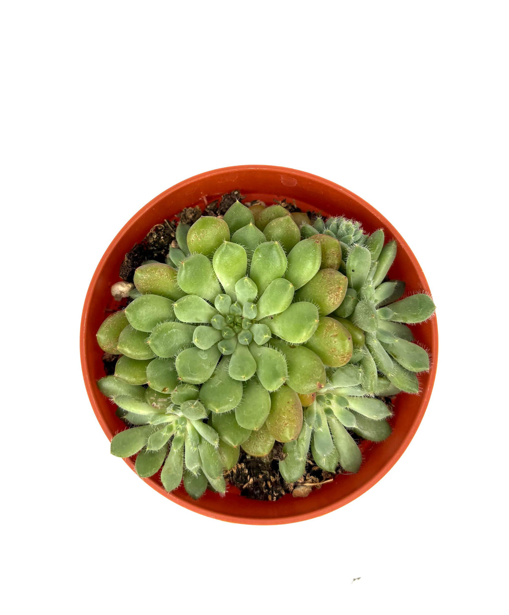 Orostachys Chanetii, 4-Inch Pot