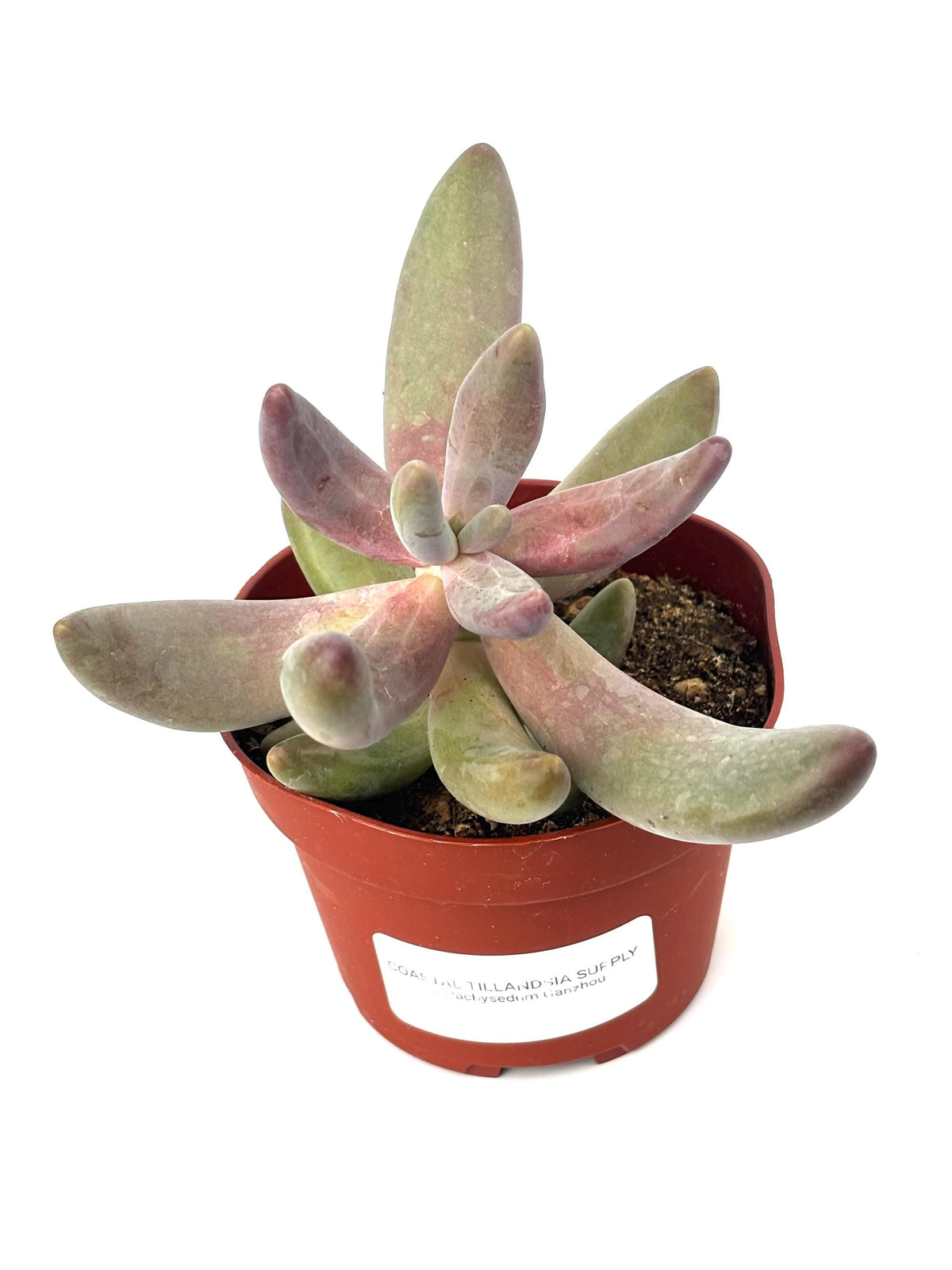 Pachysedum Ganzhou