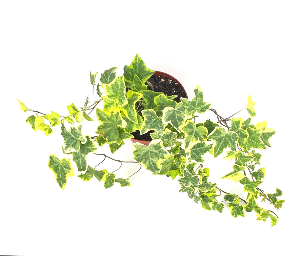 Gold Child English Ivy, 6-Inch Hanging Pot