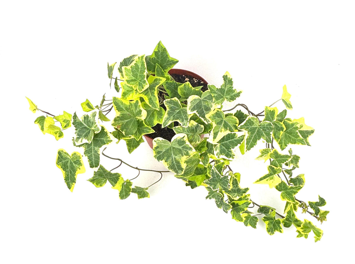 Gold Child English Ivy, 6-Inch Hanging Pot
