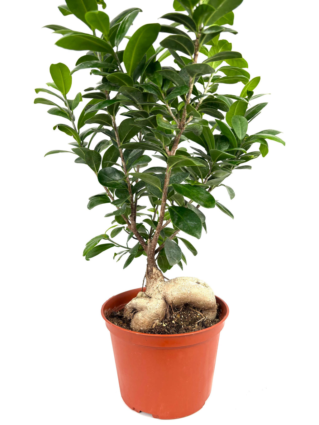 Ginseng Ficus Bonsai, 6-Inch Pot