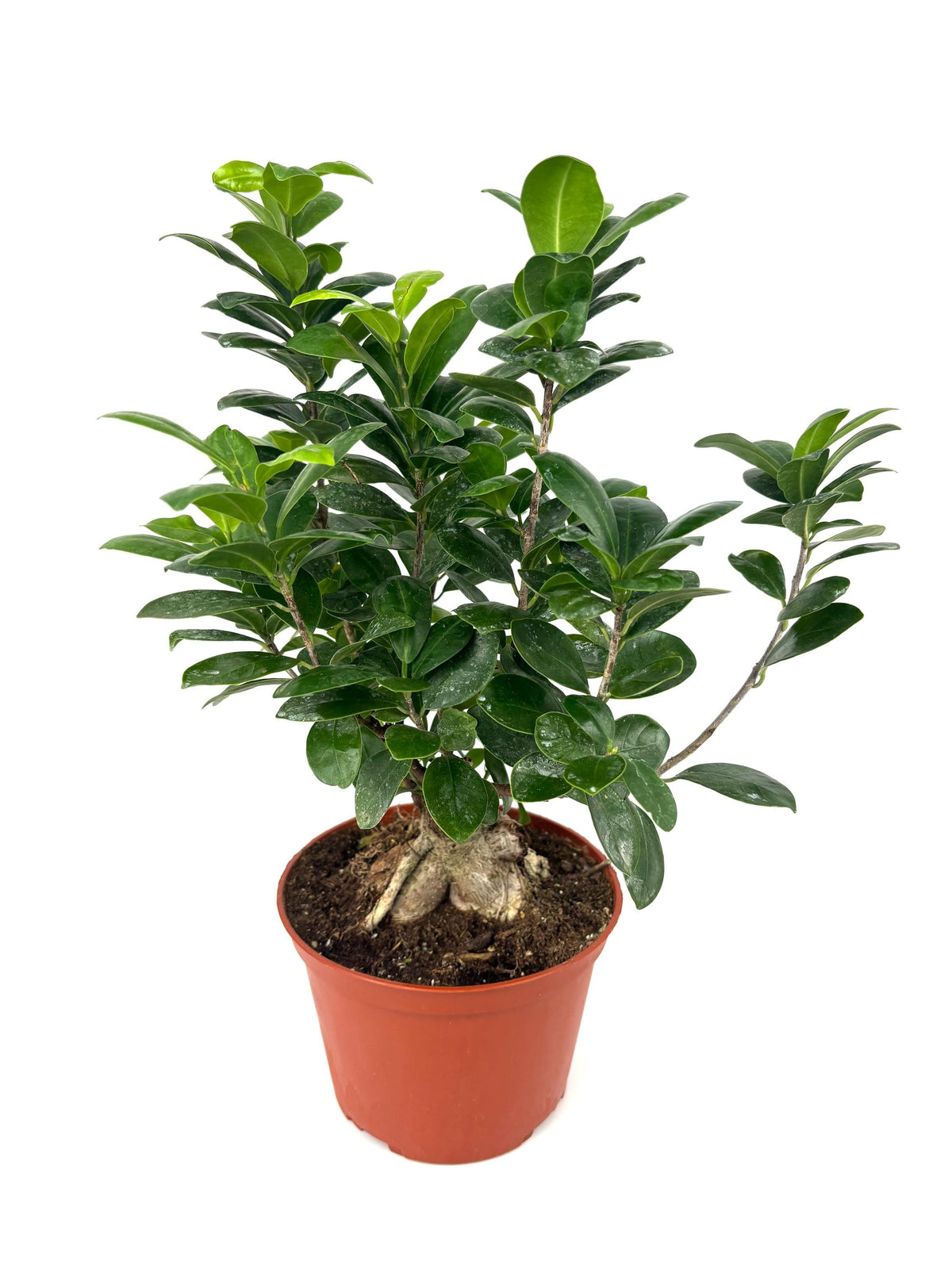 Ginseng Ficus Bonsai, 6-Inch Pot