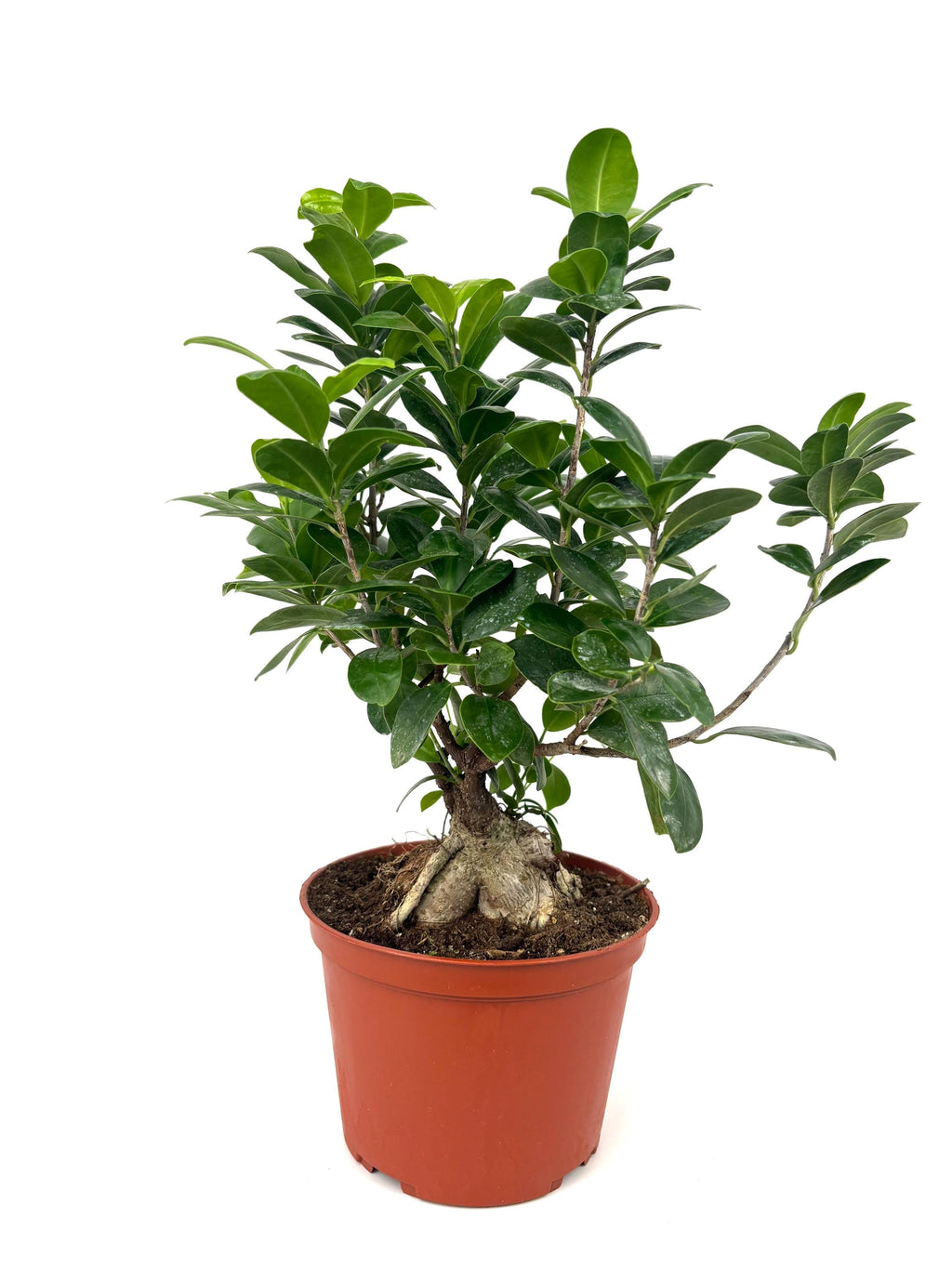 Ginseng Ficus Bonsai, 6-Inch Pot