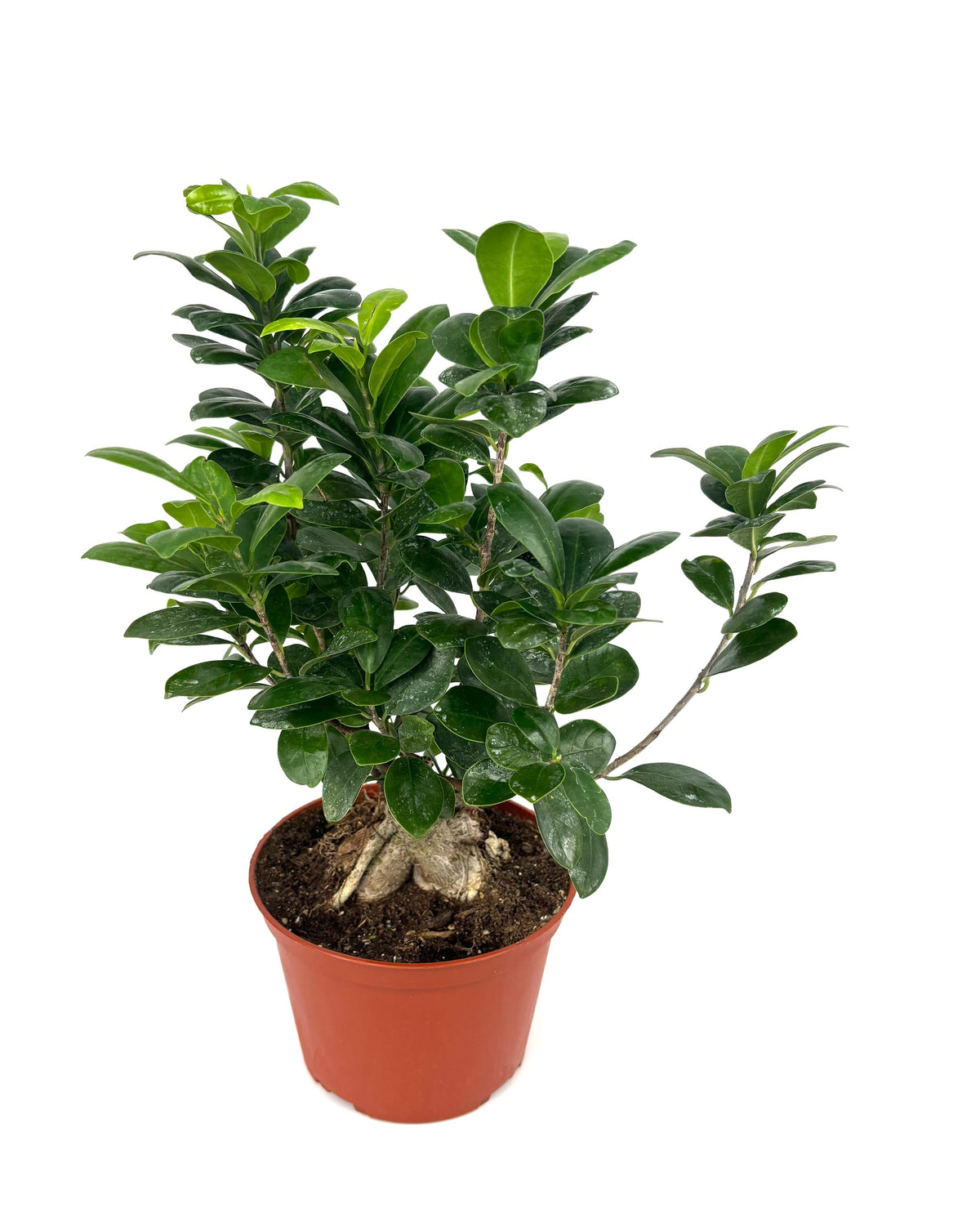 Ginseng Ficus Bonsai, 6-Inch Pot