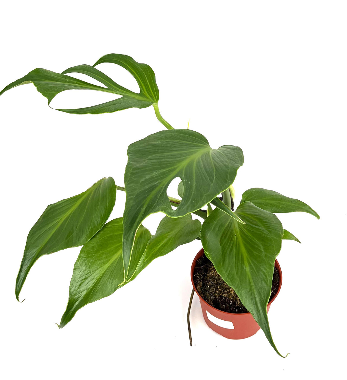 Monstera Burle Marx Flame, 6-Inch Pot