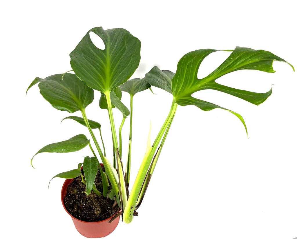 Monstera Burle Marx Flame, 6-Inch Pot