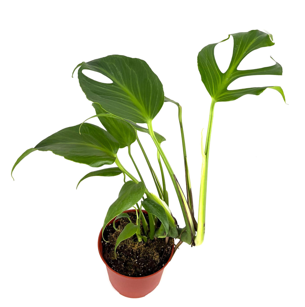Monstera Burle Marx Flame, 6-Inch Pot