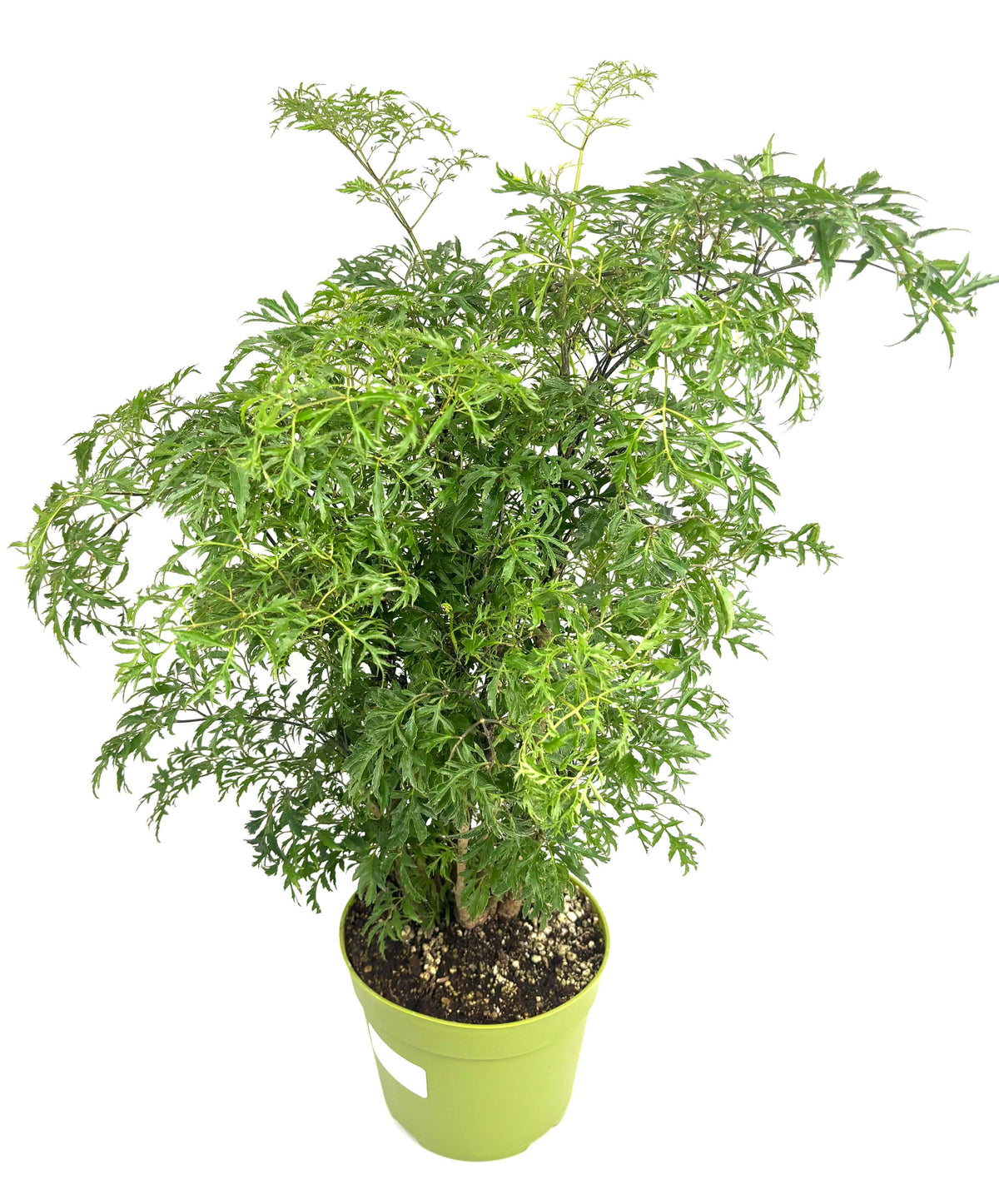 Ming Aralia Stump, 6-Inch Pot