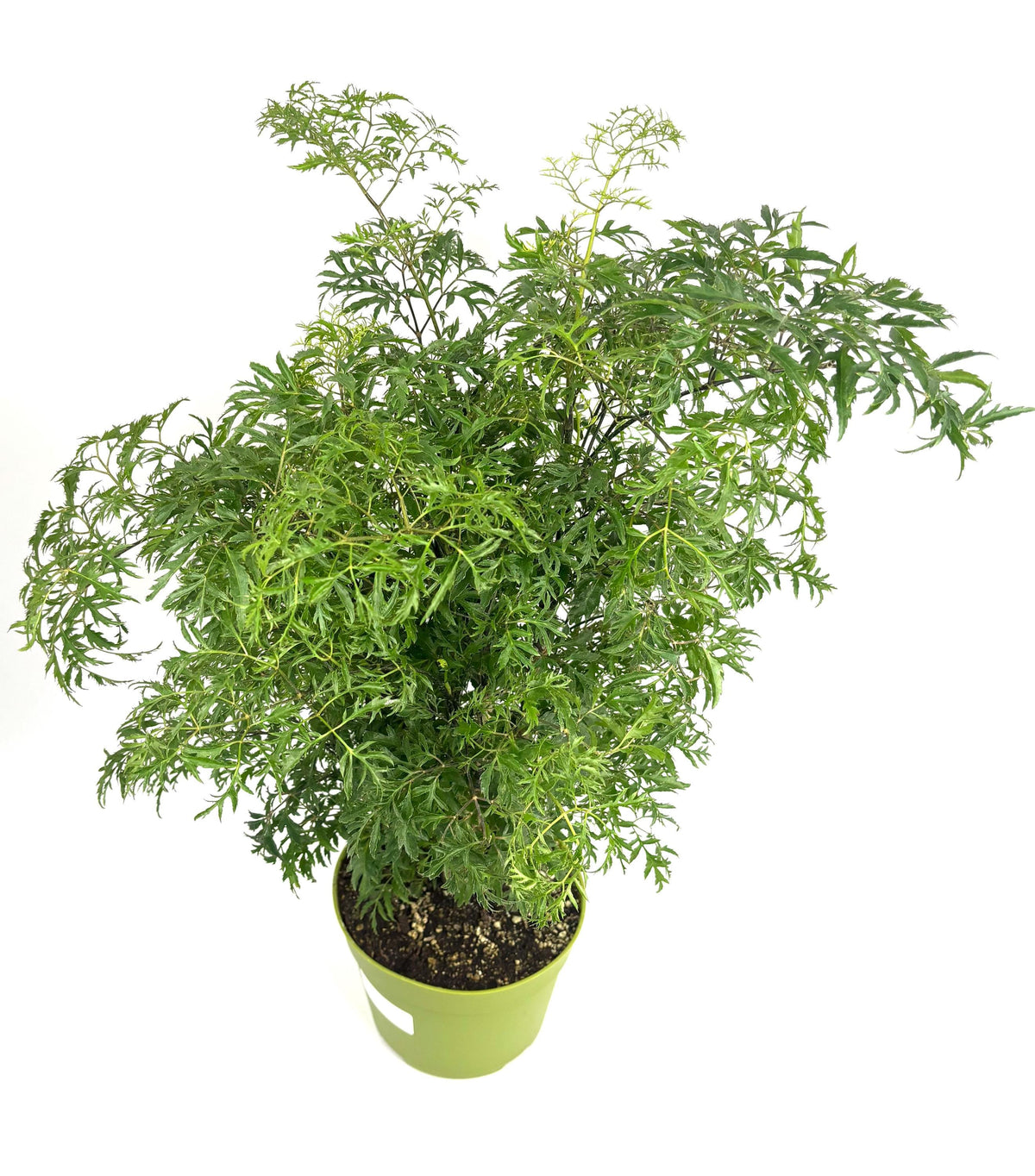 Ming Aralia Stump, 6-Inch Pot