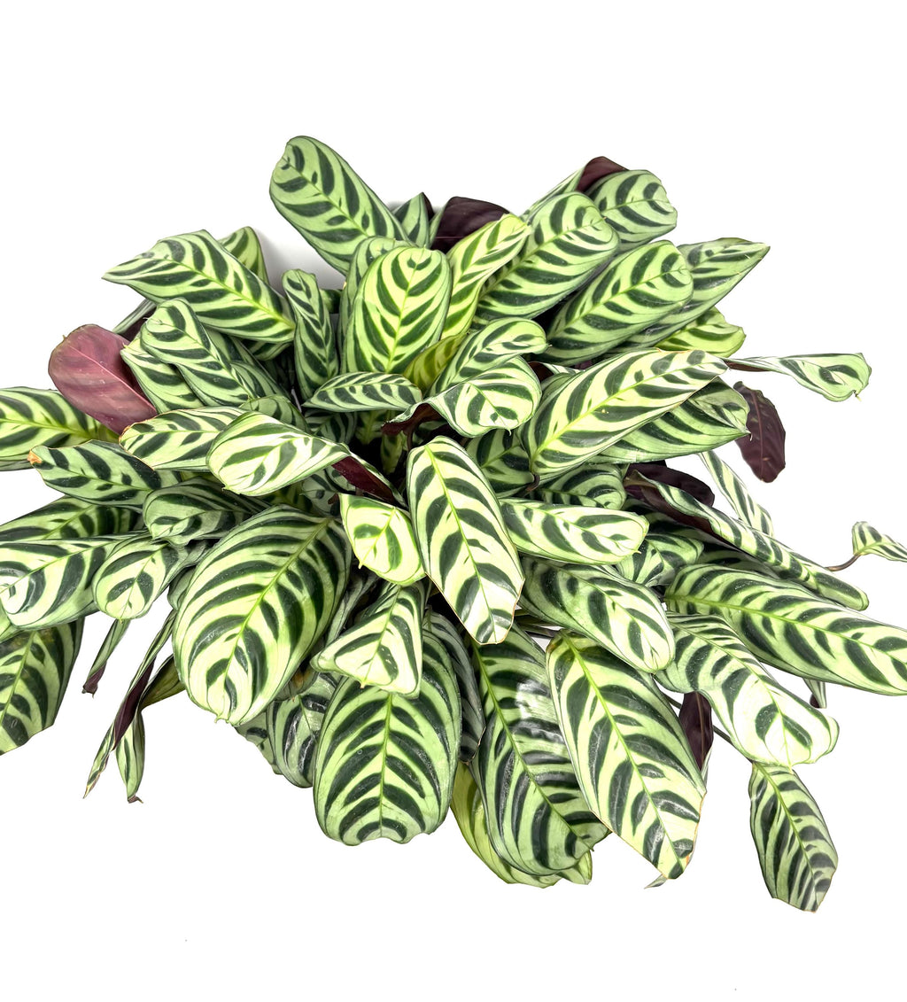Calathea Burle Marx Prayer Plant, 6-Inch Pot