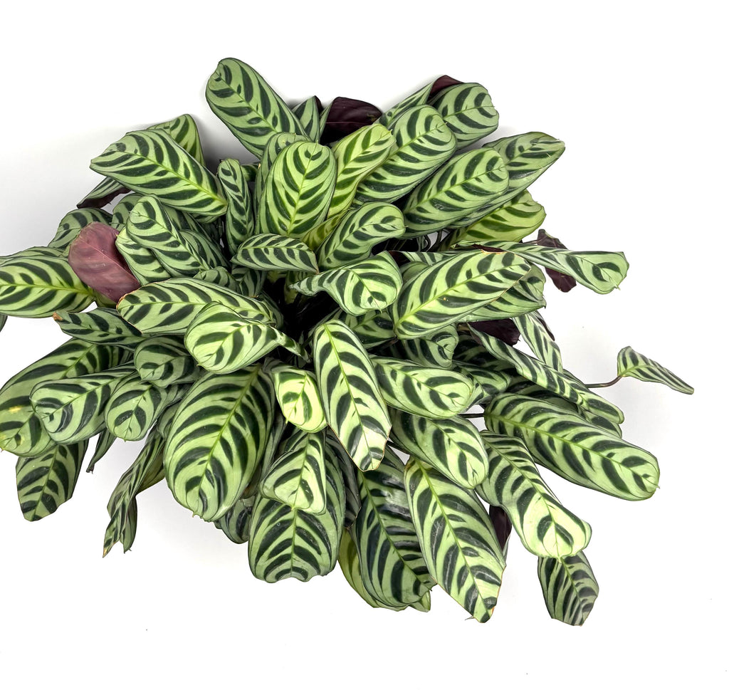 Calathea Burle Marx Prayer Plant, 6-Inch Pot