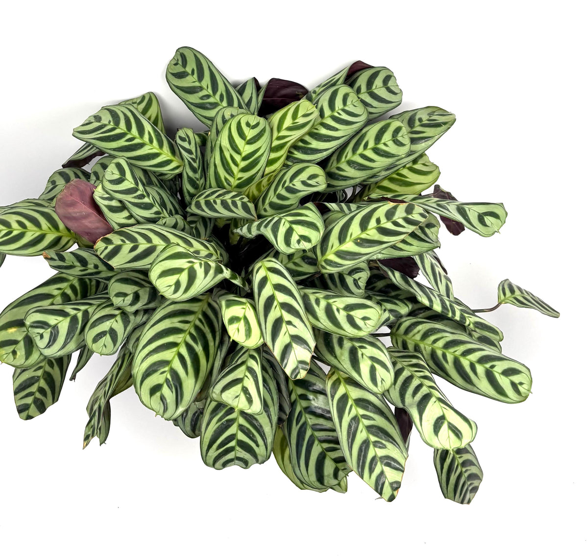 Calathea Burle Marx Prayer Plant, 6-Inch Pot