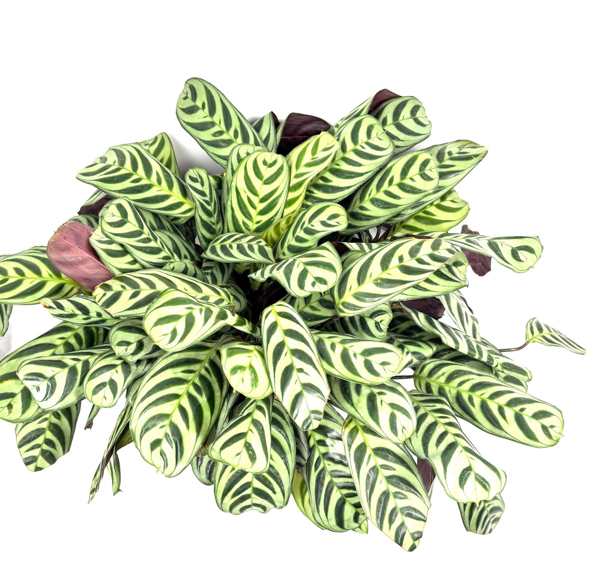 Calathea Burle Marx Prayer Plant, 6-Inch Pot