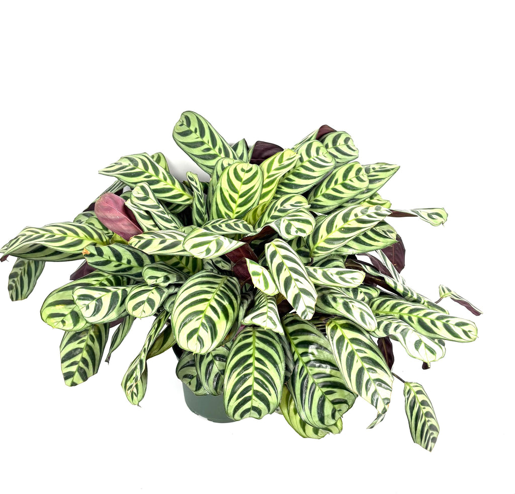 Calathea Burle Marx Prayer Plant, 6-Inch Pot