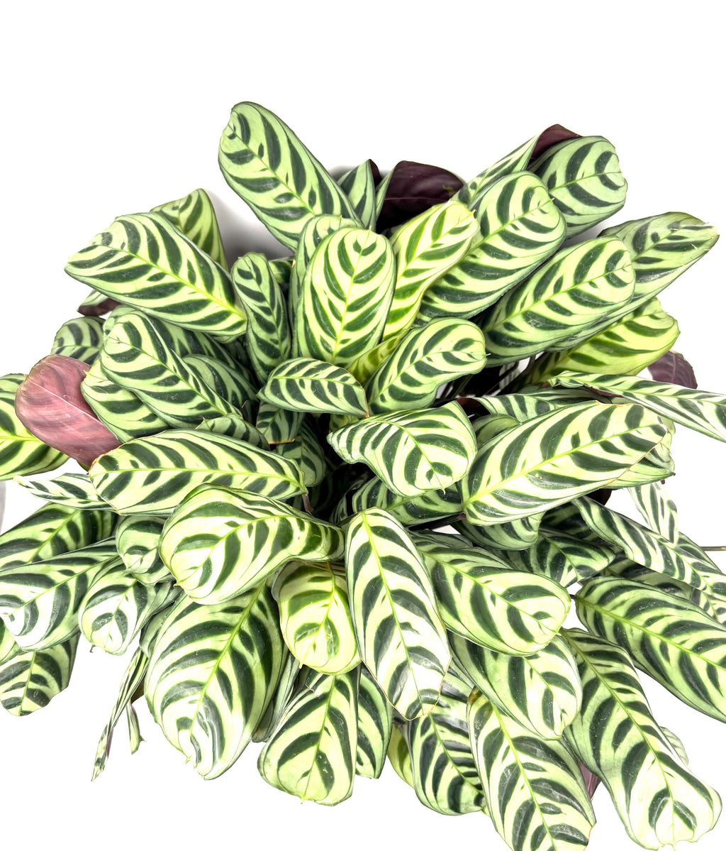 Calathea Burle Marx Prayer Plant, 6-Inch Pot