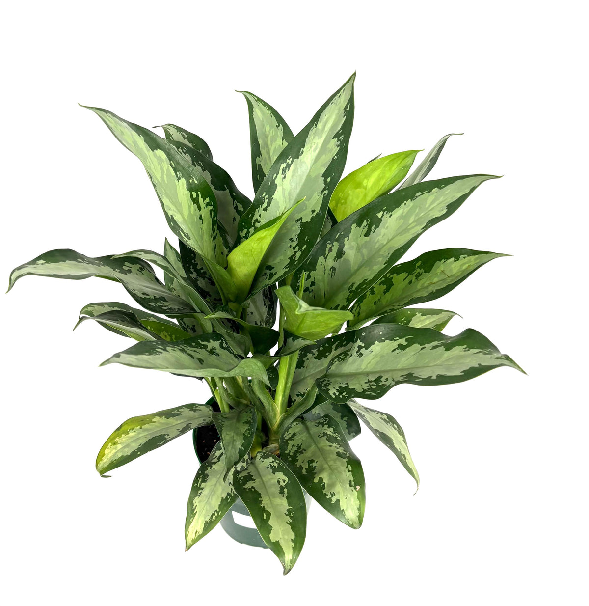 Chinese Evergreen Jubilee, 6-Inch Pot