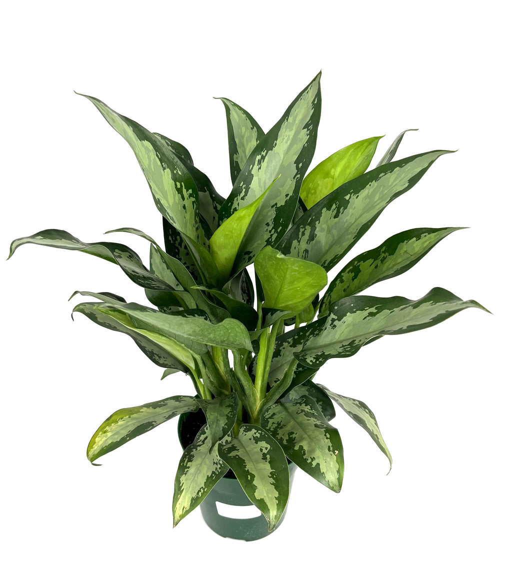 Chinese Evergreen Jubilee, 6-Inch Pot
