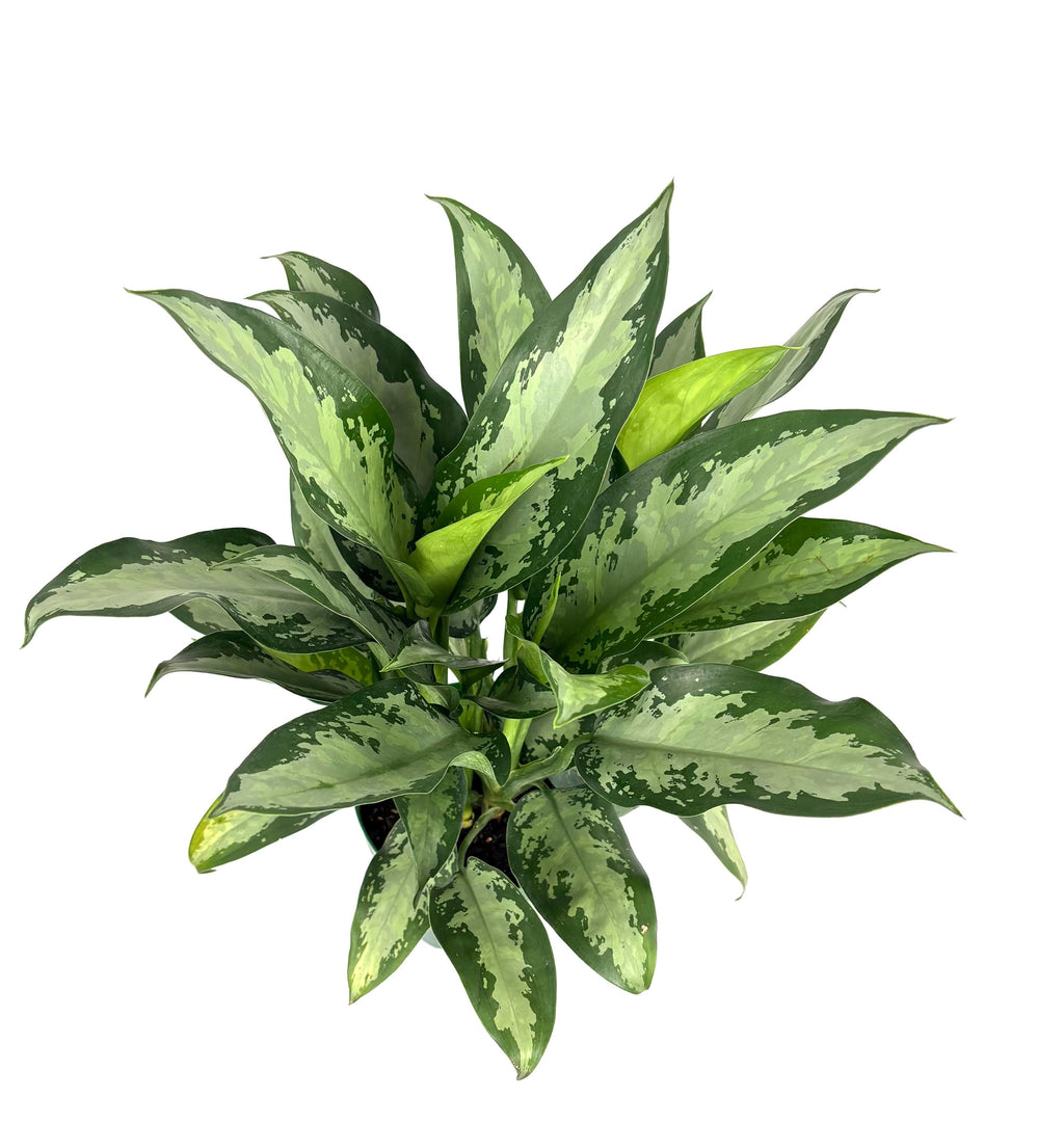 Chinese Evergreen Jubilee, 6-Inch Pot