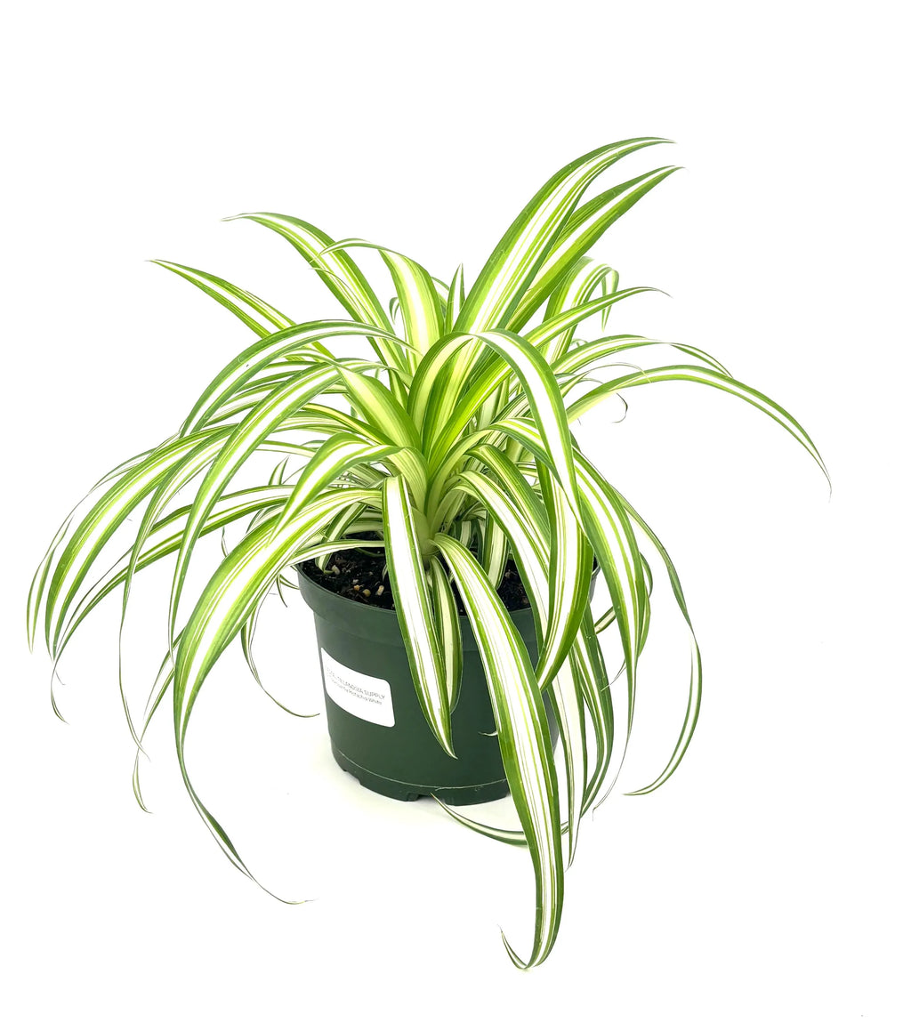 Alternate view of the variegated Spider Plant in its 6-inch nursery pot