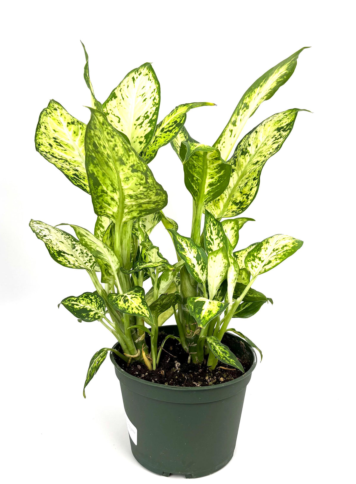 Dieffenbachia Amy, 6-Inch Pot