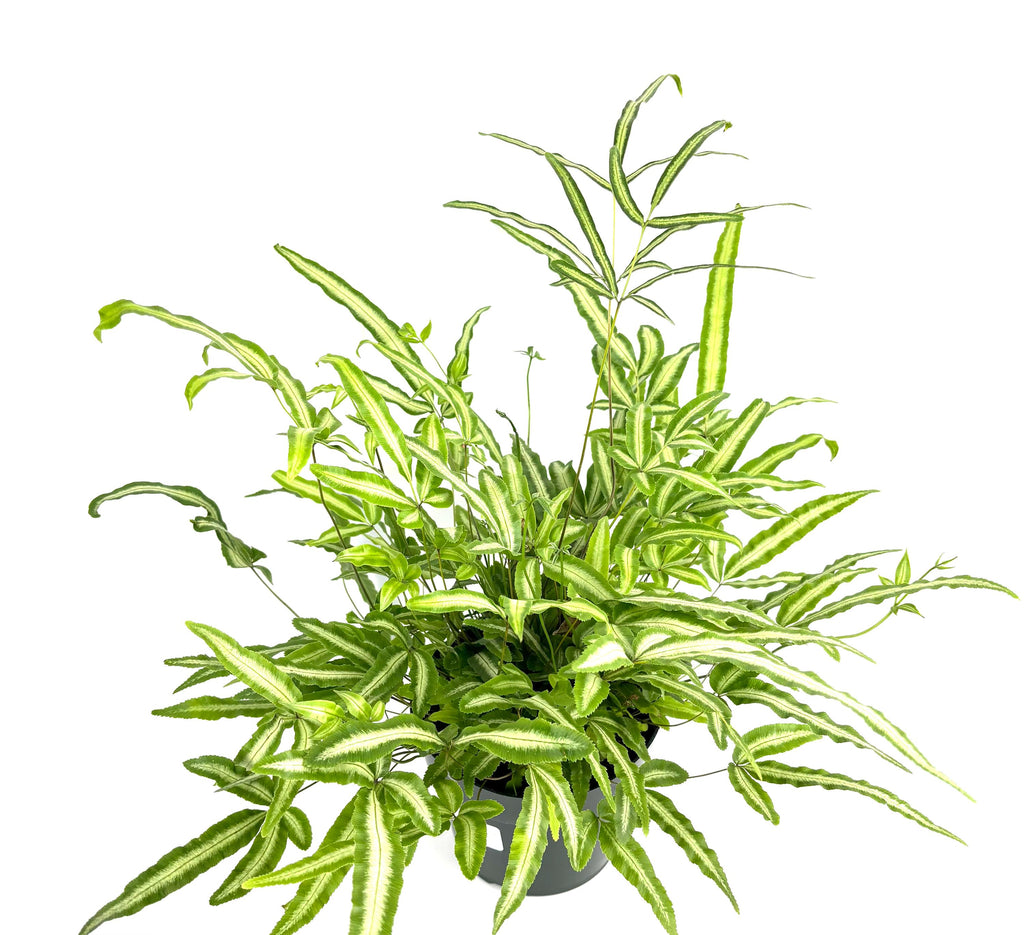 Pteris Albo Variegated Fern, 6-Inch Pot