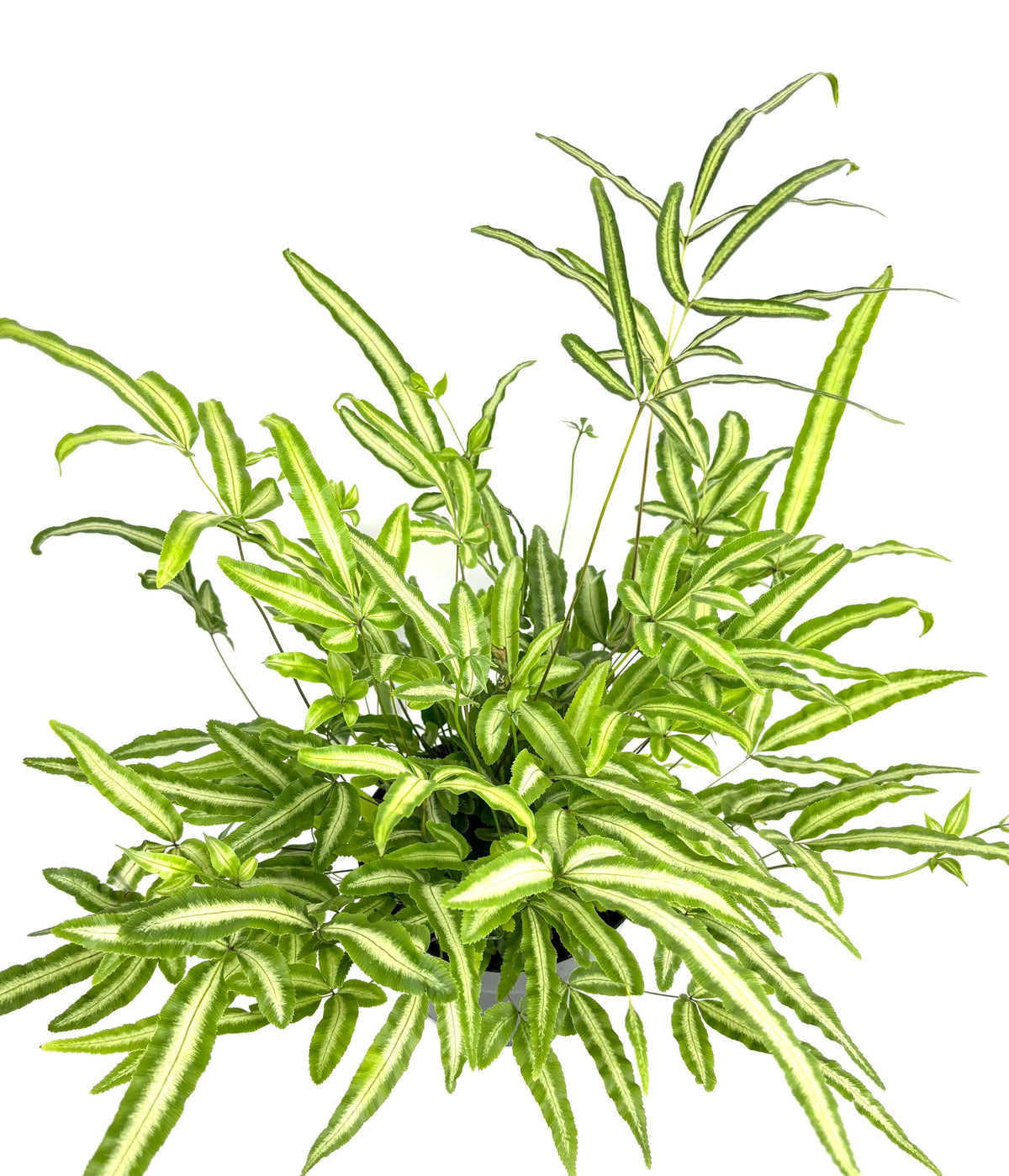 Pteris Albo Variegated Fern, 6-Inch Pot