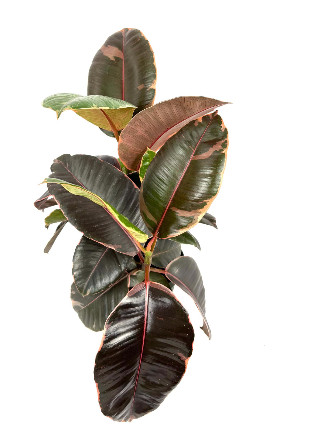 Ficus Decora Ruby, 6-Inch Pot