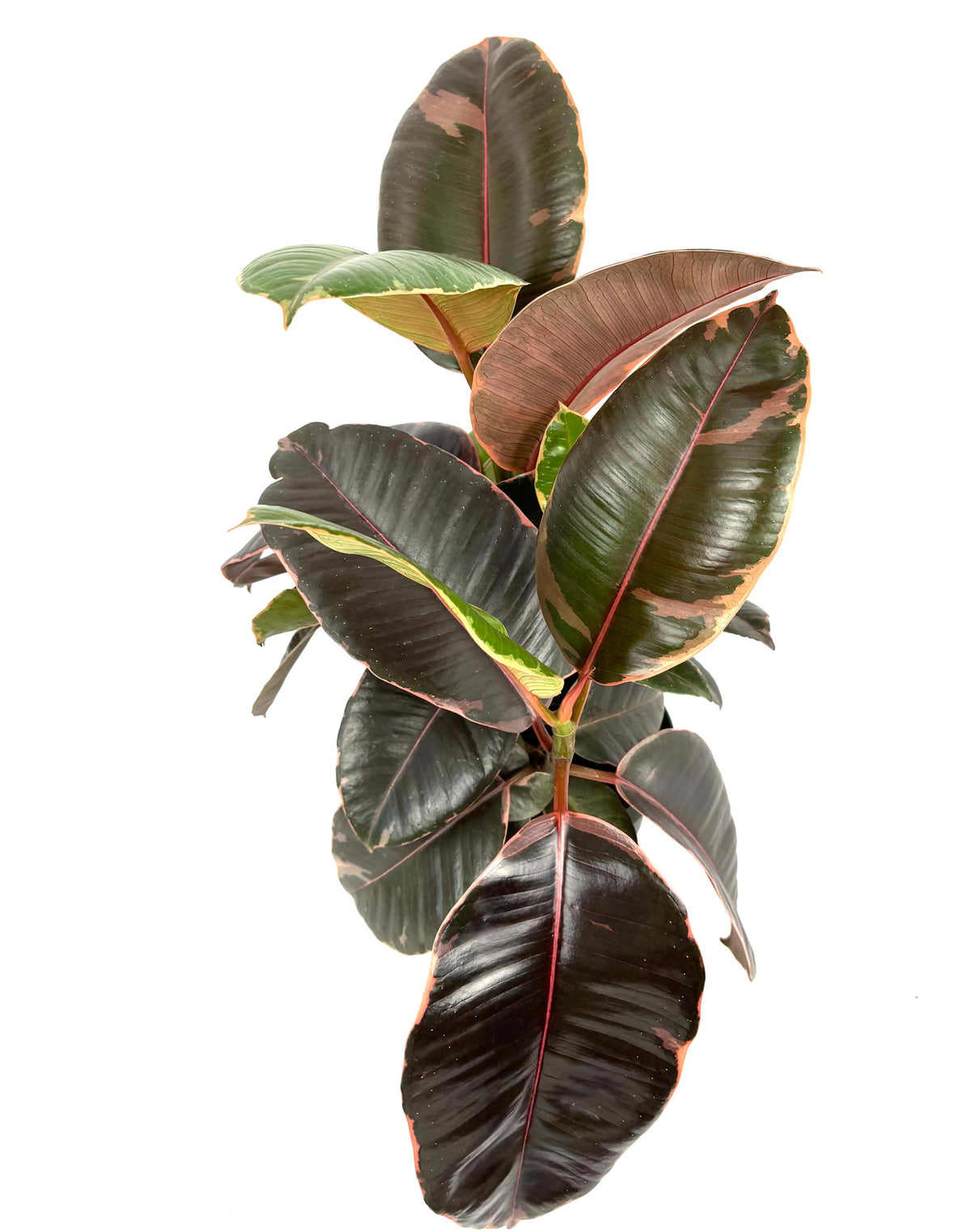 Ficus Decora Ruby, 6-Inch Pot