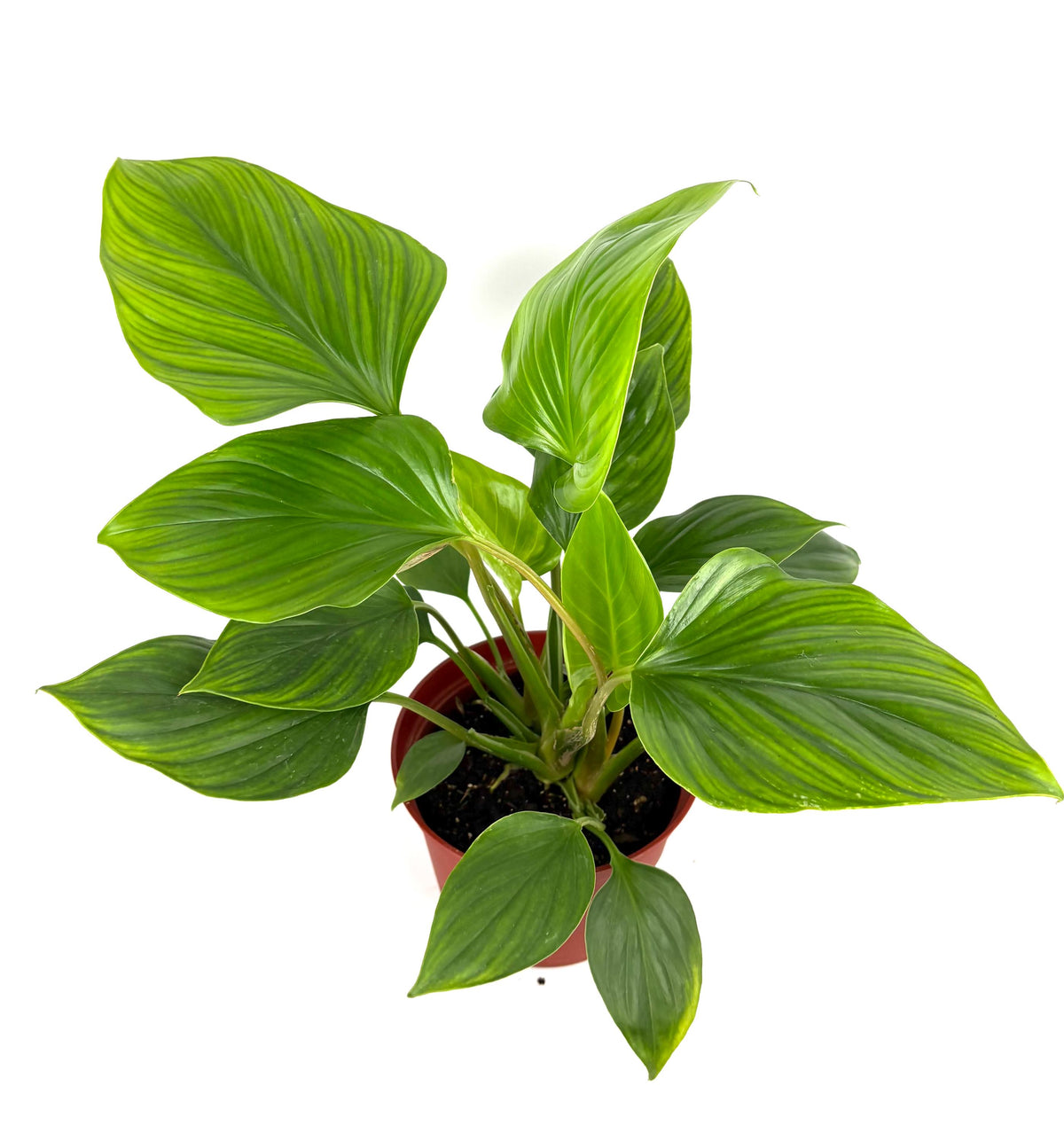 Homalomena Queen of Hearts, 6-Inch Pot