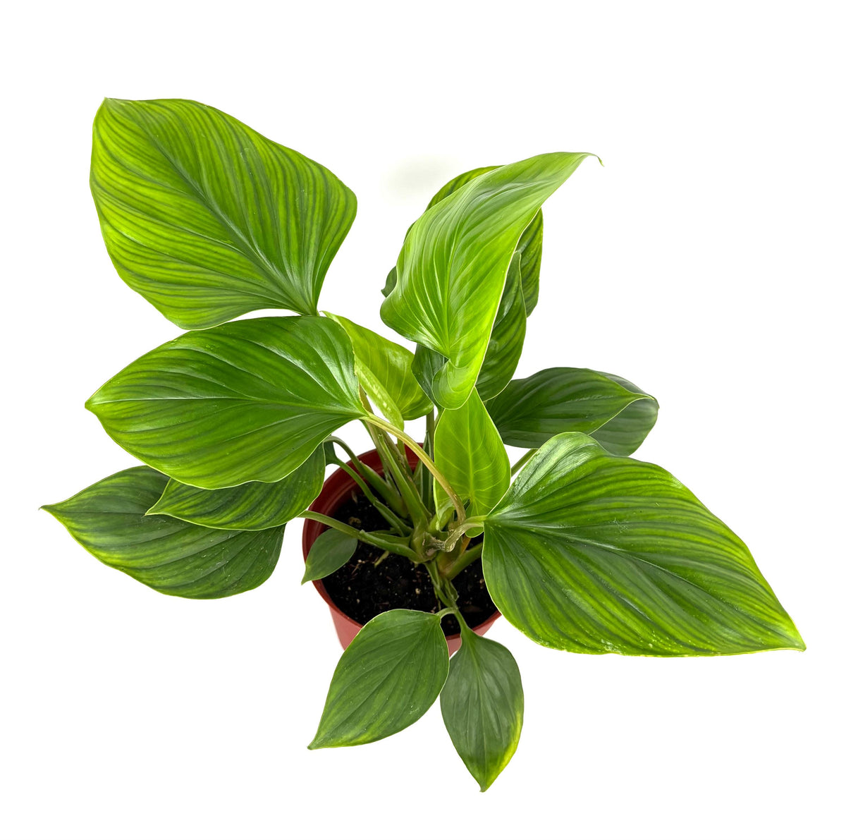 Homalomena Queen of Hearts, 6-Inch Pot