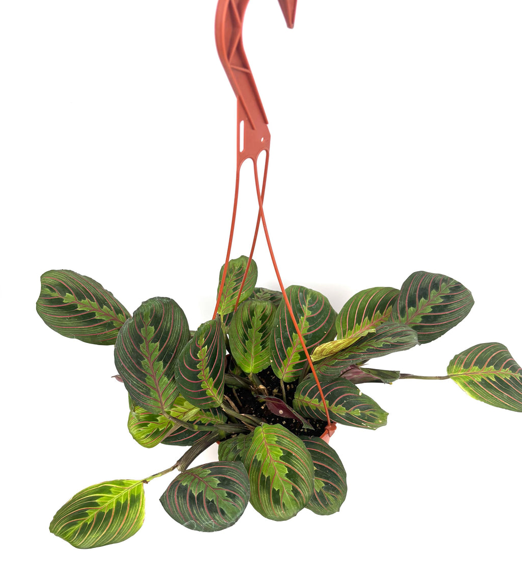 Red Prayer Plant Maranta, 6-Inch Hanging Pot