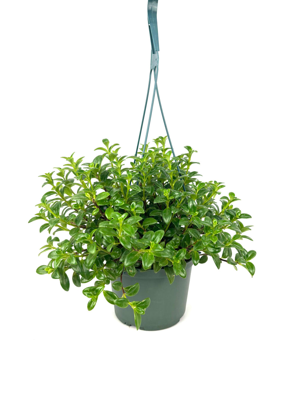 Nematanthus Candy Corn plant, 6-Inch Hanging Pot