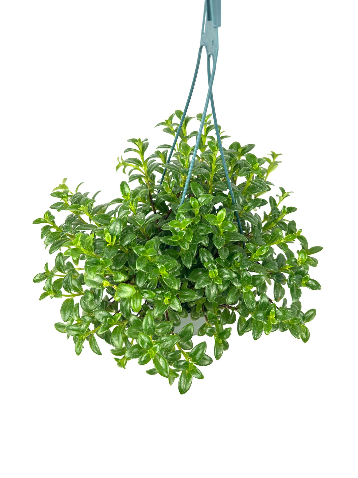 Nematanthus Candy Corn houseplant, 6-Inch Hanging Pot