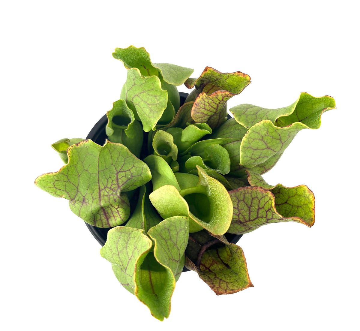 A top-down view of a Pinguicula (water lettuce) plant with vibrant green ruffled leaves showing prominent purple veins, potted in a small black pot against a solid white background.
