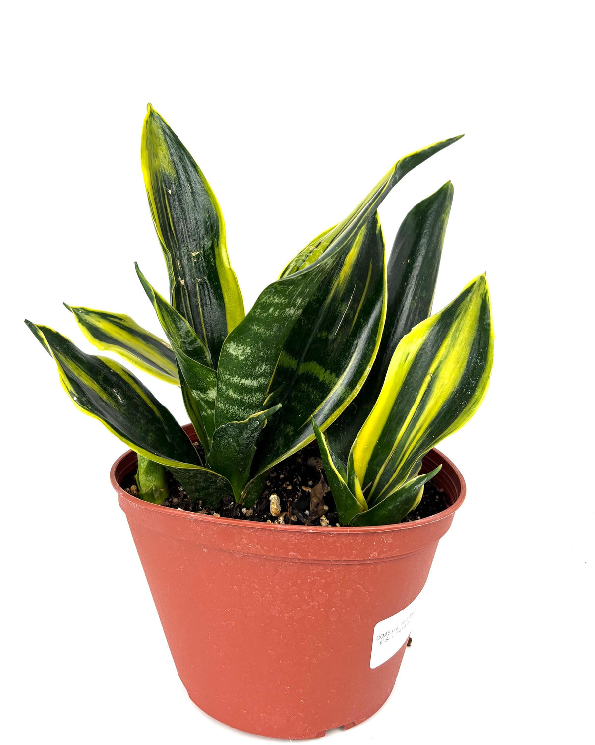 Gold Flame Snake Plant, 6-Inch Pot