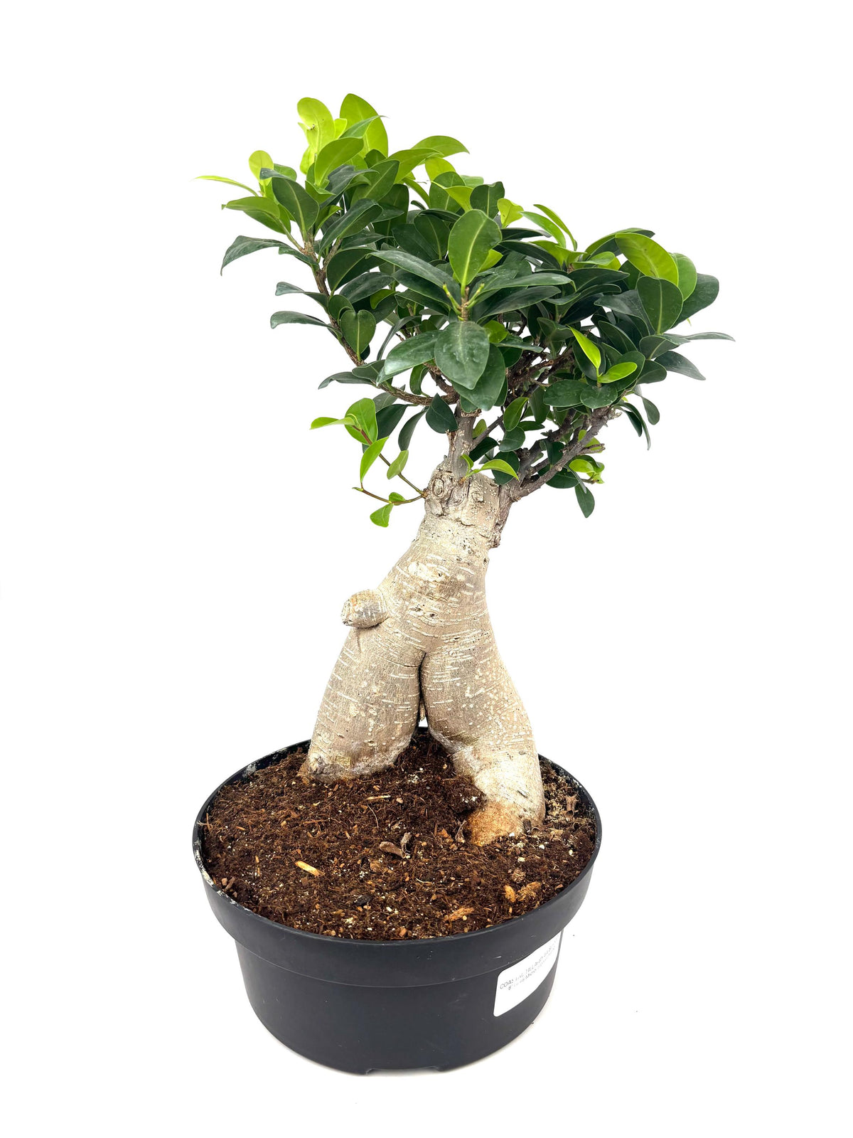 Ginseng Ficus Bonsai, 8-Inch Bonsai Pot