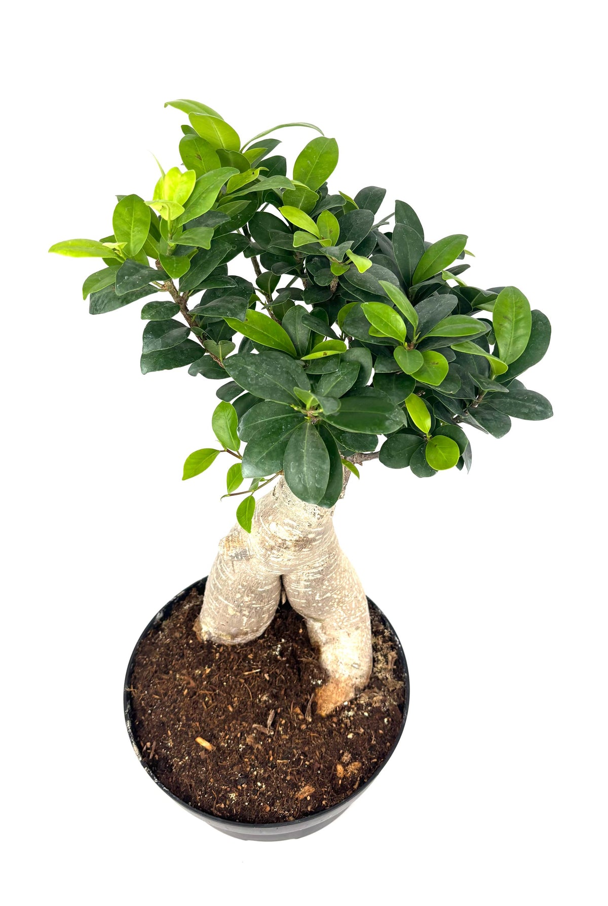 Ginseng Ficus Bonsai, 8-Inch Bonsai Pot
