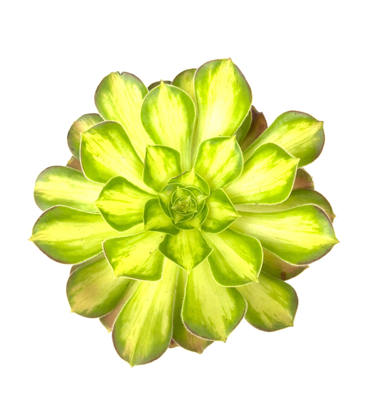Aeonium Lemon Lime, 6-Inch Pot