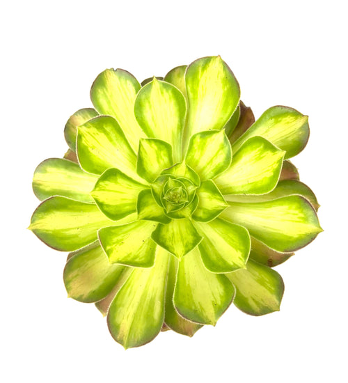 Aeonium Lemon Lime, 6-Inch Pot