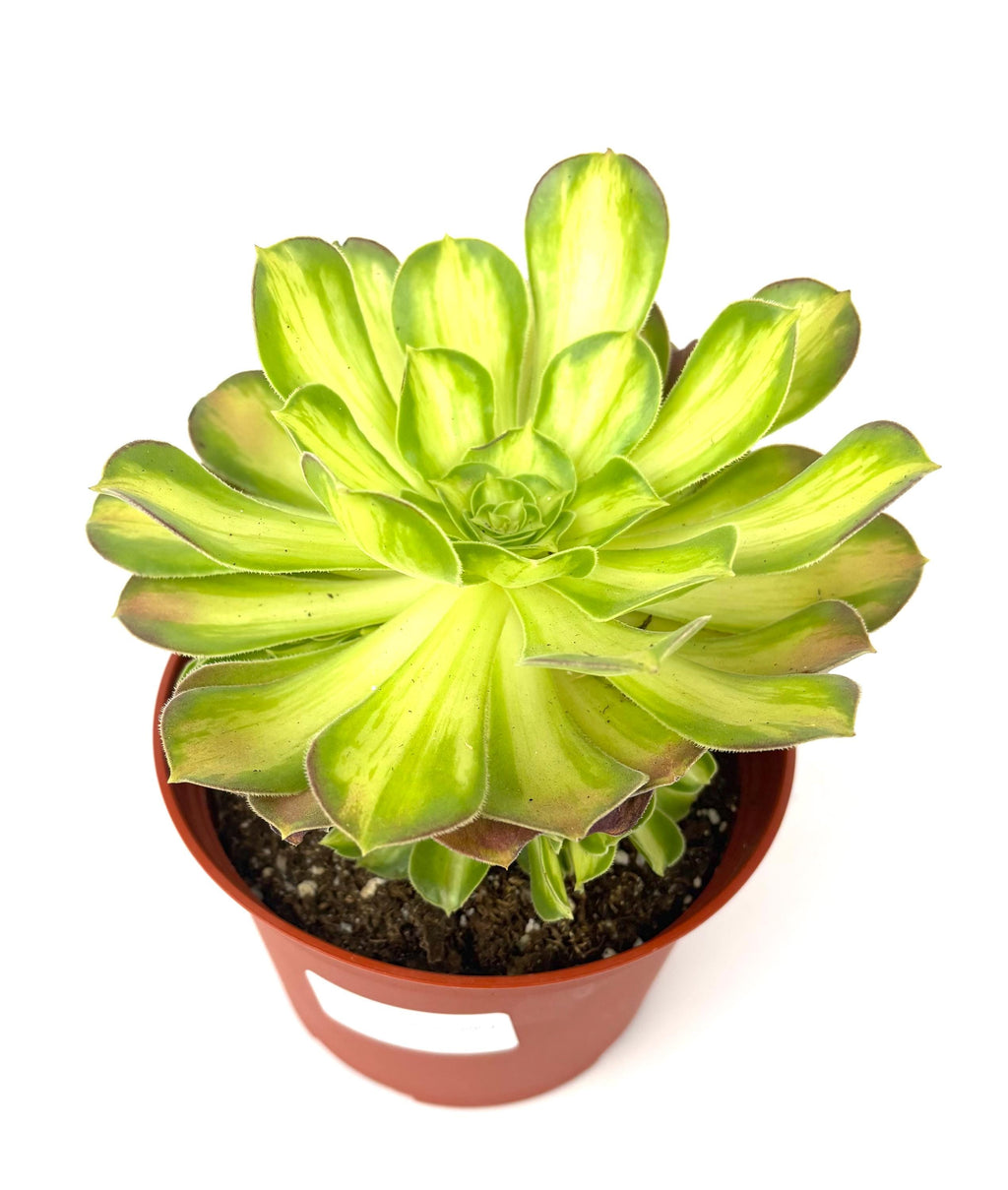 Aeonium Lemon Lime, 6-Inch Pot