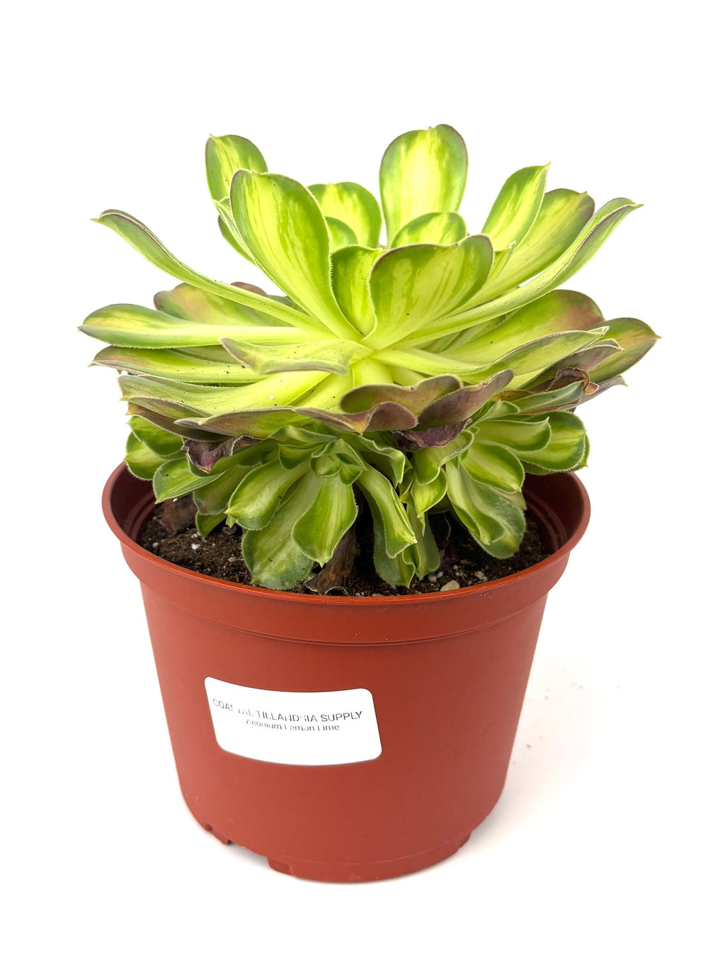 Aeonium Lemon Lime, 6-Inch Pot
