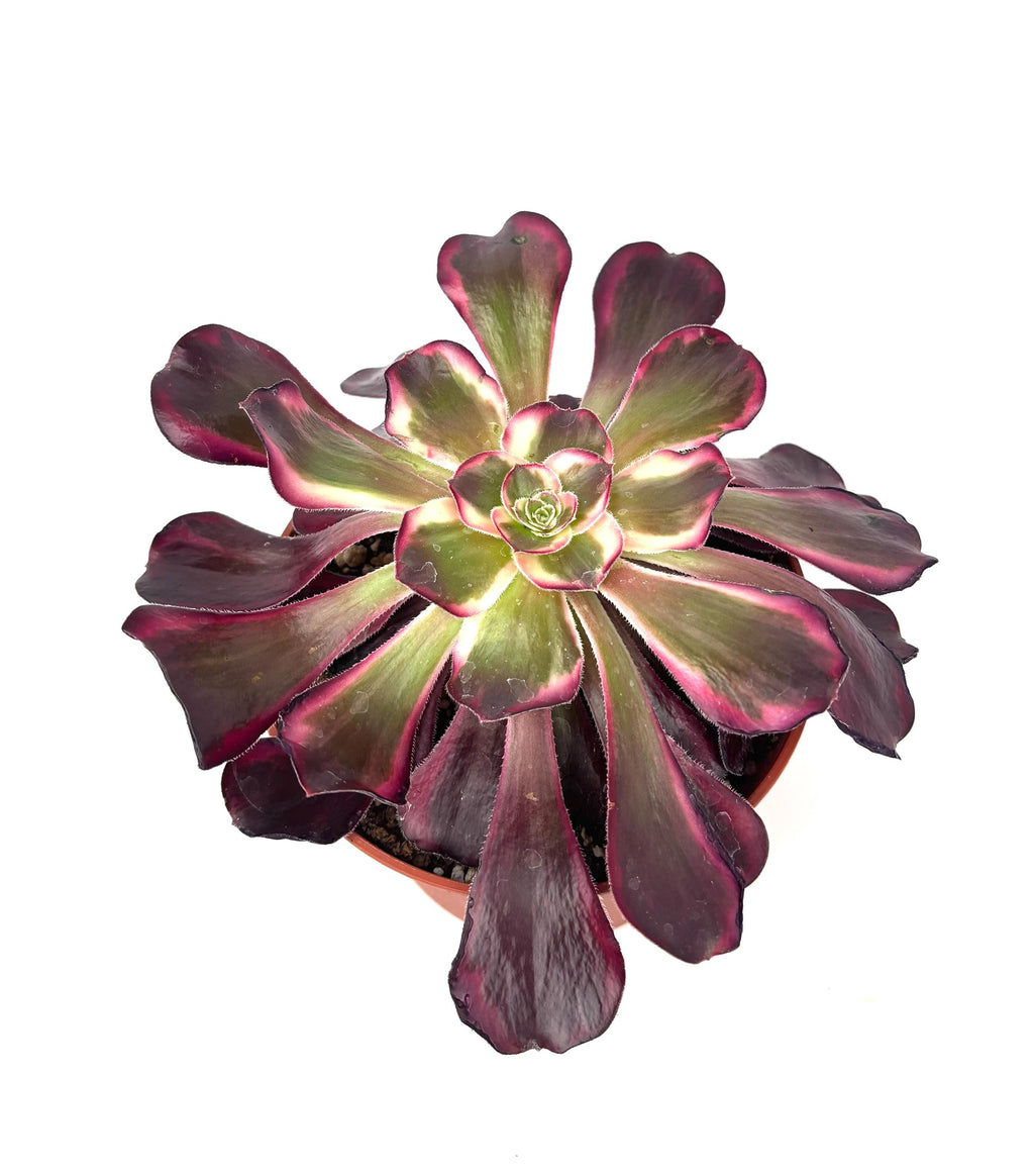 Aeonium Medusa Large Succulents, 6" Pot.