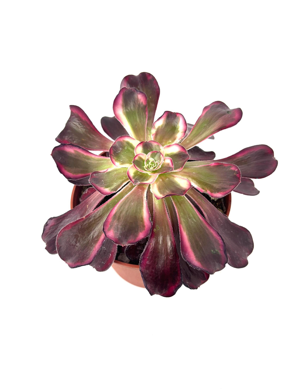 Aeonium Medusa Large Succulents, 6" Pot.